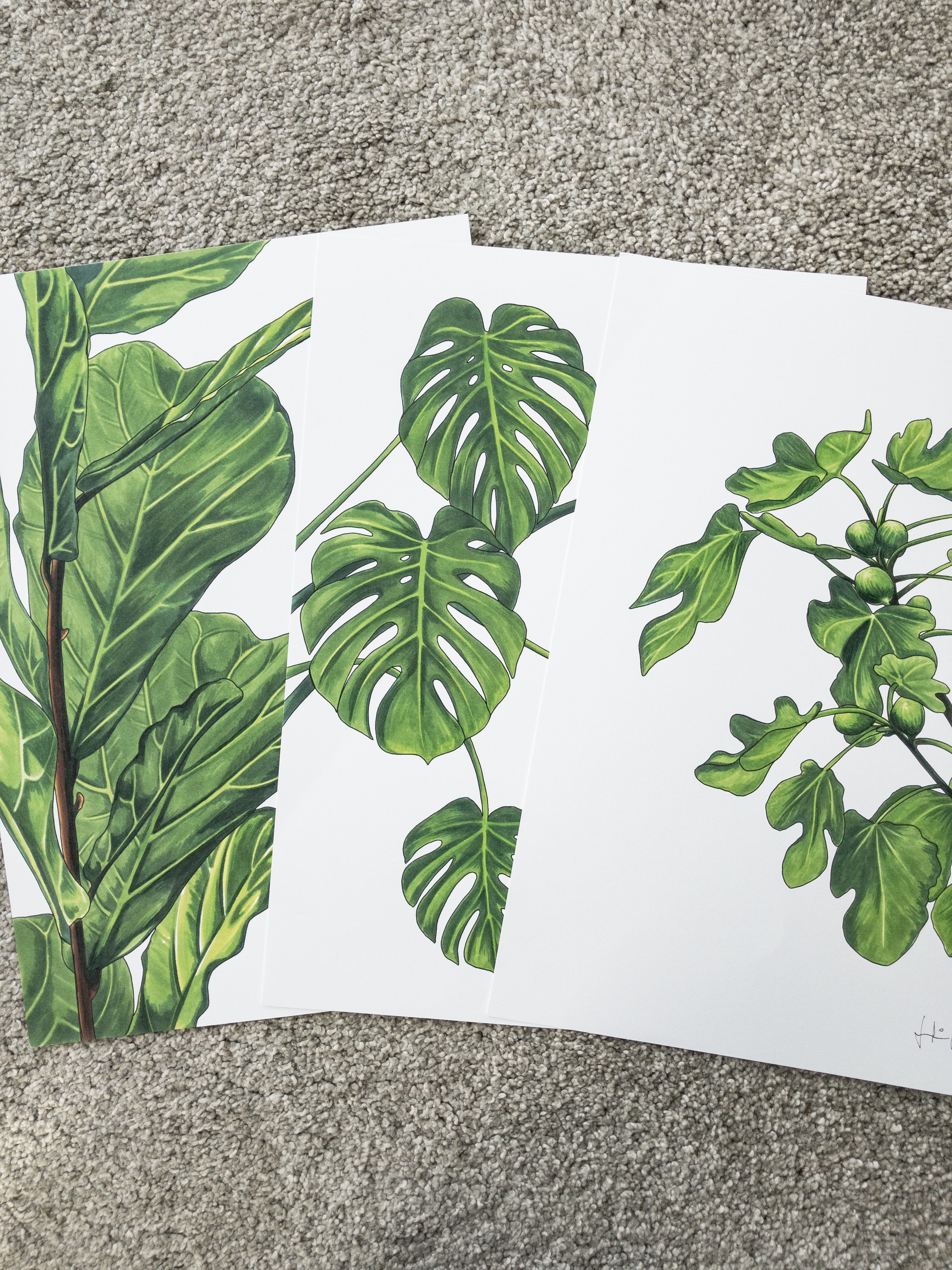 Fiolfikus, Monstera, Fikonträd